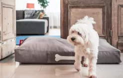 Fatboy Doggielounge Stonewashed Hondenkussen Small Zwart -Meubelwinkel x886x886 fatboy doggielounge stonewashed hondenzitzak5.jpg.pagespeed.ic .ljU9bSMIyk