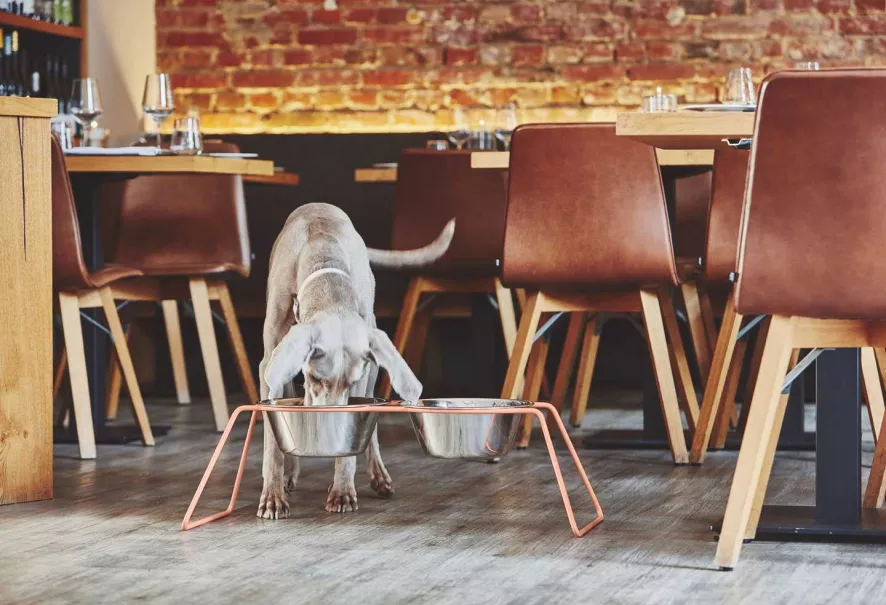 MiaCara Cena Hondenvoerbak Medium Stone 5 MiaCara Cena Hondenvoerbak Medium Stone - Afbeelding 5