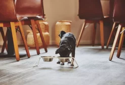 MiaCara Cena Hondenvoerbak Medium Stone 14 MiaCara Cena Hondenvoerbak Medium Stone -Meubelwinkel x886x886 miacara cena hondenvoerbak s1.jpg.pagespeed.ic . z6qX82r A