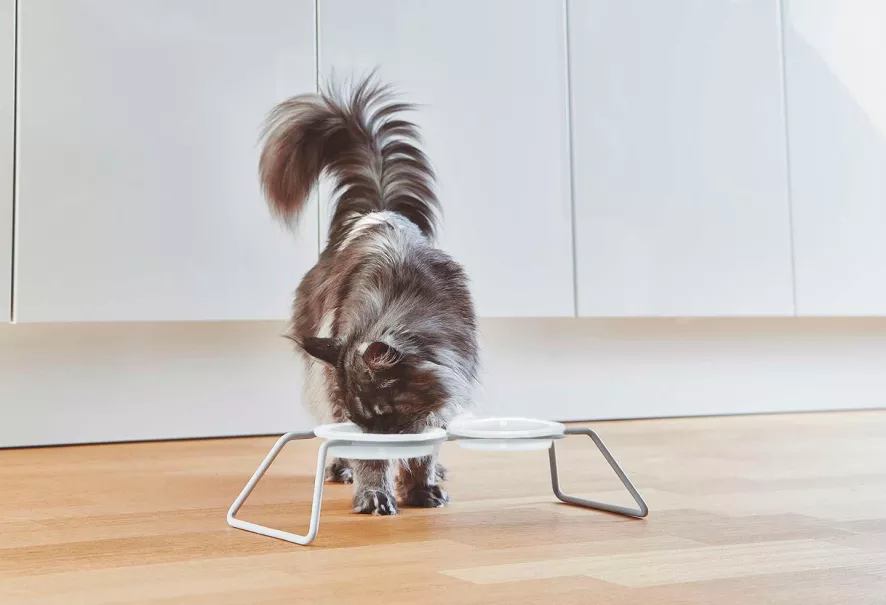 MiaCara Cena Kattenvoerbak Porselein 3 MiaCara Cena Kattenvoerbak Porselein - Afbeelding 3