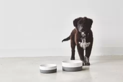 MiaCara Coppa Hondenvoerbak Small/medium Ø17.5 Nude -Meubelwinkel x886x886 miacara coppa hondenvoerbak medium large.jpg.pagespeed.ic .ga3wGkeSBU 1