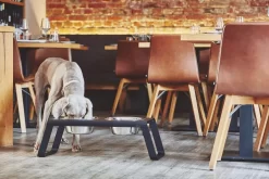 MiaCara Desco Hondenvoerbak Medium Walnoot 21 MiaCara Desco Hondenvoerbak Medium Walnoot -Meubelwinkel x886x886 miacara desco hondenvoerbak medium25.jpg.pagespeed.ic .j3pooza1mJ 3