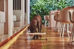 MiaCara Desco Hondenvoerbak Medium Aluminium Grijs -Meubelwinkel x886x886 miacara desco hondenvoerbak medium29.jpg.pagespeed.ic .qqG YeMHRM 1