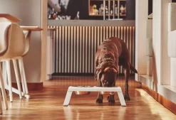 MiaCara Desco Hondenvoerbak Medium Aluminium Grijs -Meubelwinkel x886x886 miacara desco hondenvoerbak medium33.jpg.pagespeed.ic .TDHbqON8WS 1