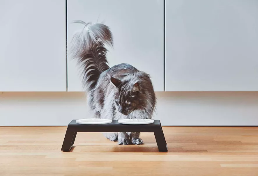 MiaCara Desco Kattenvoerbak Porselein Essen Grijs 3 MiaCara Desco Kattenvoerbak Porselein Essen Grijs - Afbeelding 3