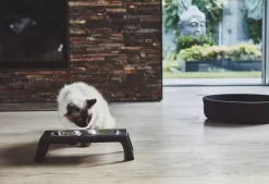 MiaCara Desco Kattenvoerbak Aluminium Wit -Meubelwinkel x886x886 miacara desco kattenvoerbak21.jpg.pagespeed.ic .DSoaFtmrmE