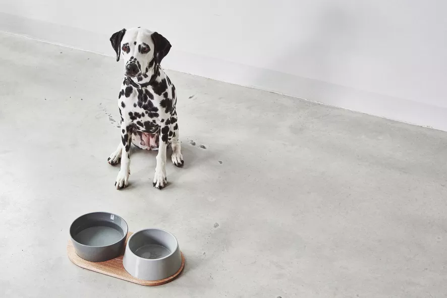 MiaCara Doppio Hondenvoerbak Medium Pine 6 MiaCara Doppio Hondenvoerbak Medium Pine - Afbeelding 6