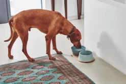 MiaCara Doppio Hondenvoerbak Small Berry -Meubelwinkel x886x886 miacara doppio hondenvoerbak met blad small3.jpg.pagespeed.ic .s6lMs3l lx 2