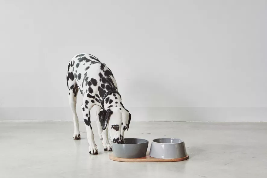 MiaCara Doppio Hondenvoerbak Medium Pine 7 MiaCara Doppio Hondenvoerbak Medium Pine - Afbeelding 7