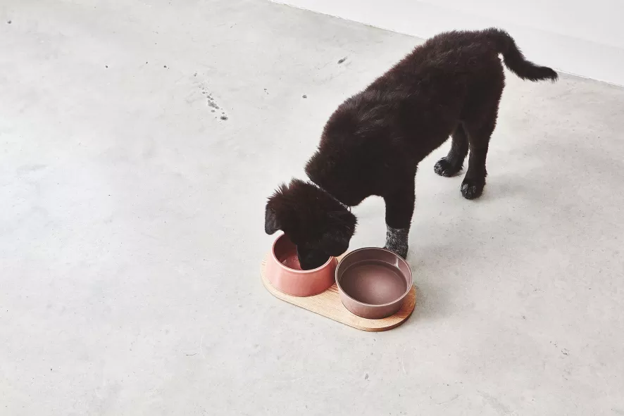 MiaCara Doppio Hondenvoerbak Medium Pine 4 MiaCara Doppio Hondenvoerbak Medium Pine - Afbeelding 4