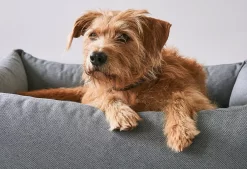 MiaCara Mare Hondenmand Medium Rock -Meubelwinkel x886x886 miacara mare hondenmand small3.jpg.pagespeed.ic .WhmckH0NGt 3