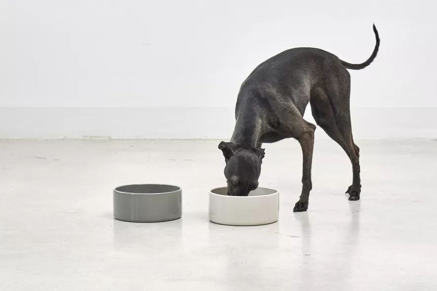 MiaCara Scodella Hondenvoerbak Small Graphite 2 MiaCara Scodella Hondenvoerbak Small Graphite - Afbeelding 2