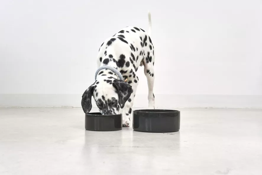 MiaCara Scodella Hondenvoerbak Small Graphite 6 MiaCara Scodella Hondenvoerbak Small Graphite - Afbeelding 6