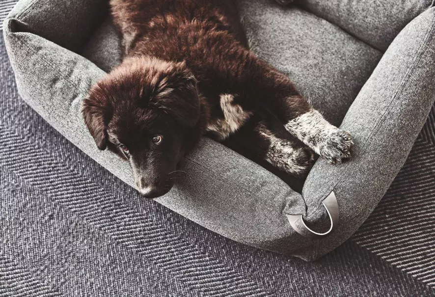 MiaCara Stella Hondenmand Small Mottled Slate 6 MiaCara Stella Hondenmand Small Mottled Slate - Afbeelding 6