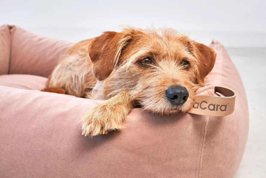 MiaCara Velluto Hondenmand Small Greige 9 MiaCara Velluto Hondenmand Small Greige - Afbeelding 9