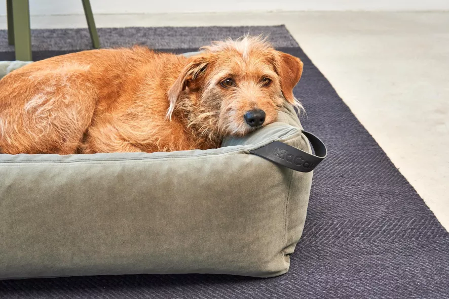 MiaCara Velluto Hondenmand Large Sage 8 MiaCara Velluto Hondenmand Large Sage - Afbeelding 8